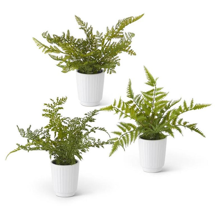 Fern Potted Planter