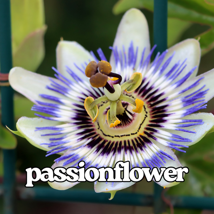 Passionflower