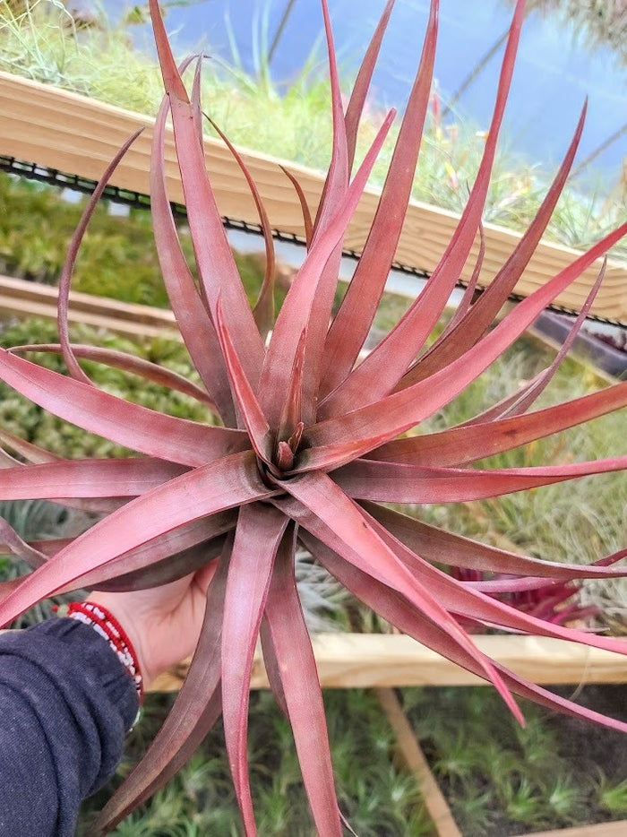 Sellers Choice - Novakki Air Plant