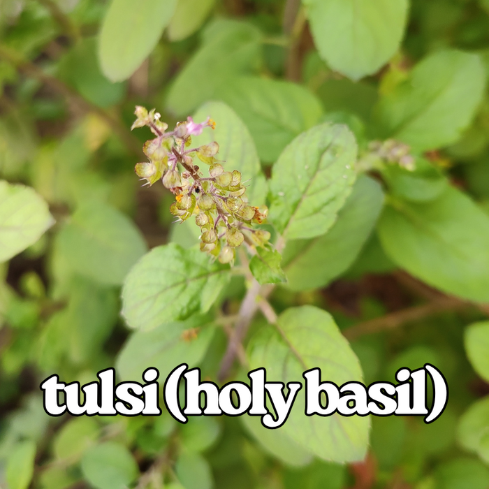 Tulsi (Holy Basil)