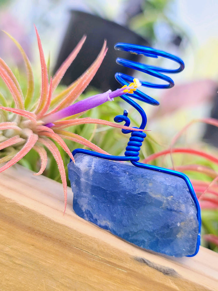 WYSIWYG Blue Fluorite Air Plant Holder with Ionantha Mexican