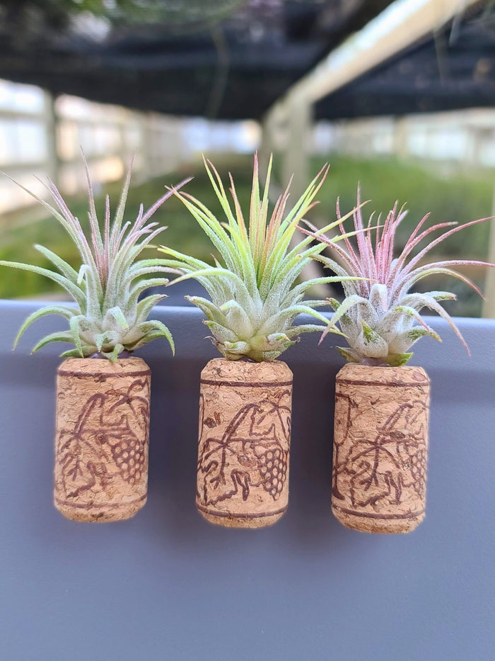 3 Magnetic Wine Corks + 3 Air Plants