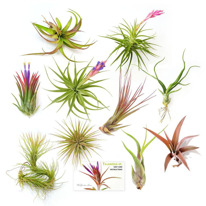 Air Plant Variety Pack (10, Medium 3"+)