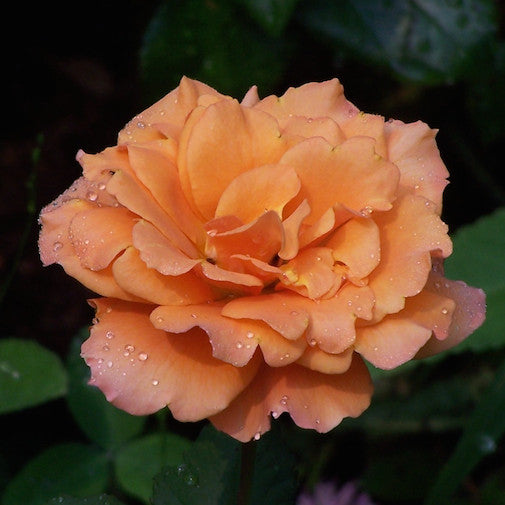 Apricot Blush