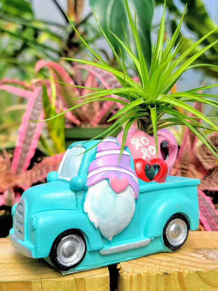 Blue Valentines Gnome Truck
