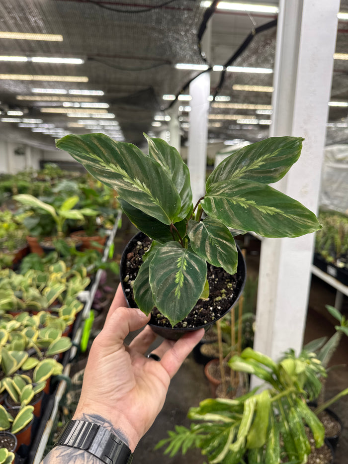 Calathea 'Maui Queen'