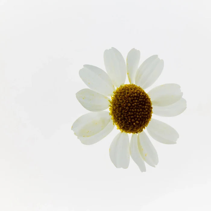 Camomile Sumptuous Makeup Cleansing Butter, front view with camomile flowers