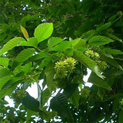 Camptotheca acuminata & Happy tree Seeds