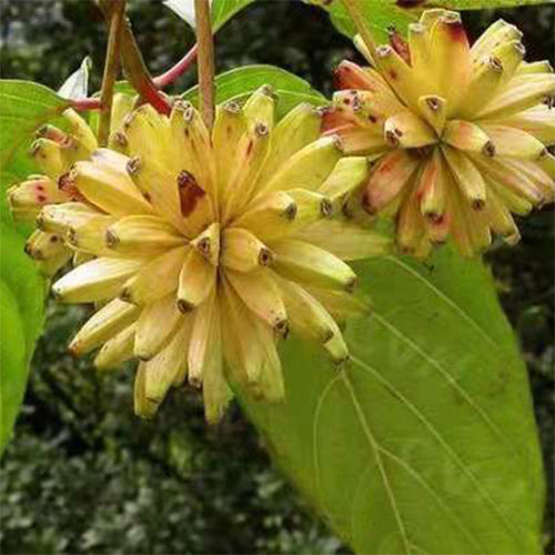 Camptotheca acuminata & Happy tree Seeds