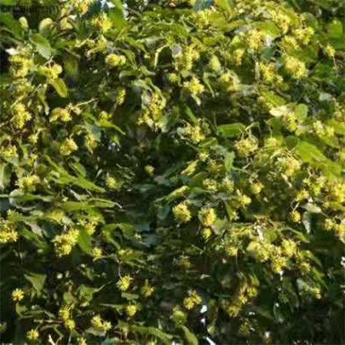 Camptotheca acuminata & Happy tree Seeds