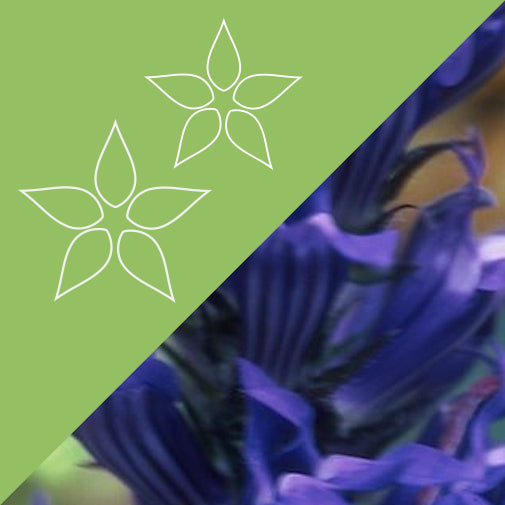 Celandine-Lobelia Plus