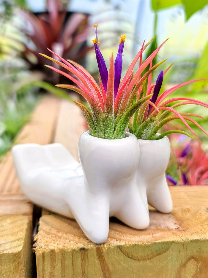 Ceramic People Air Plant Holder w/ Ionantha Mexican
