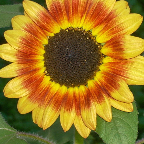 Corona