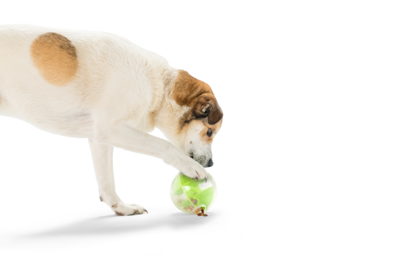 Earth Animal Wisdom Air-Dried Turkey Recipe Premium Natural Dog Food