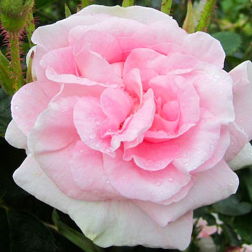 Fragrant Blush