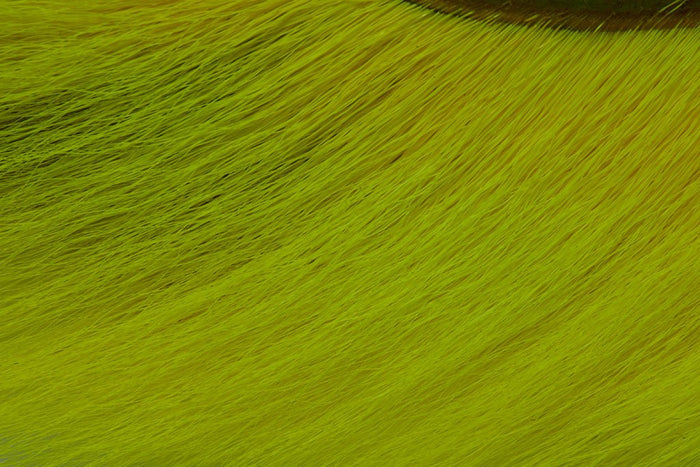 Fl. Yellow