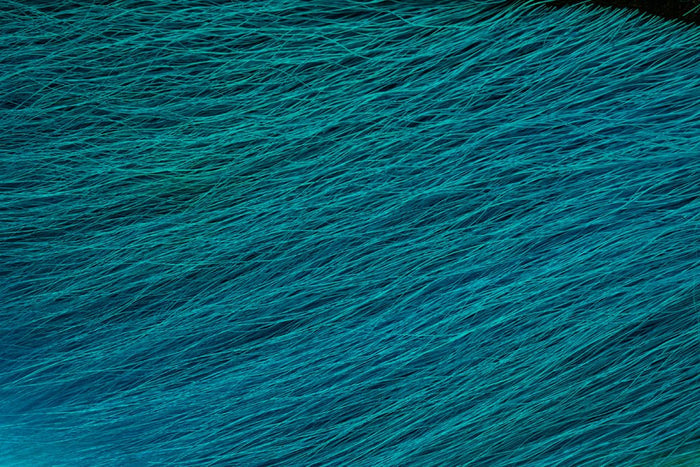 Kingfisher Blue