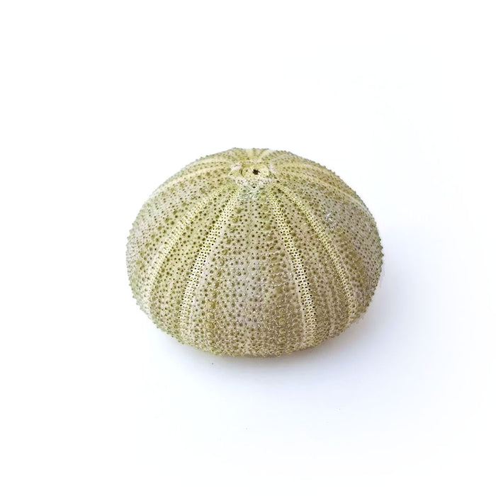 Green Urchin Air Plant Holder