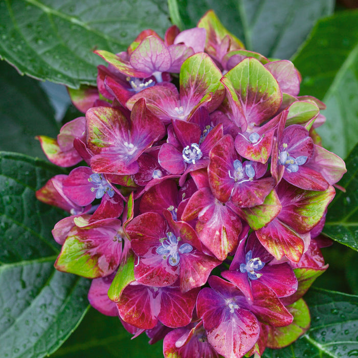 Hydrangea 'Glam Rock'