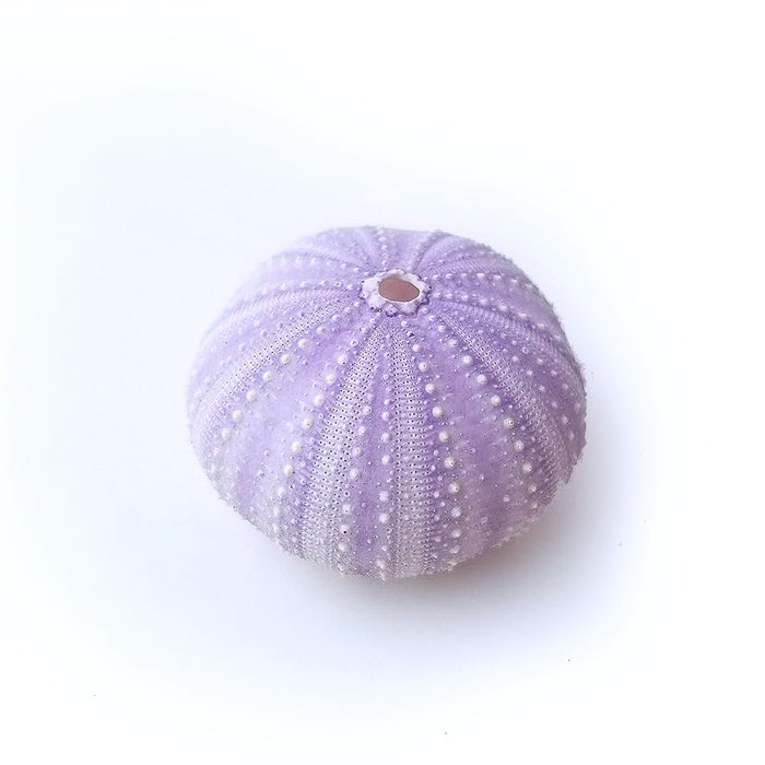 Purple Urchin Air Plant Holder