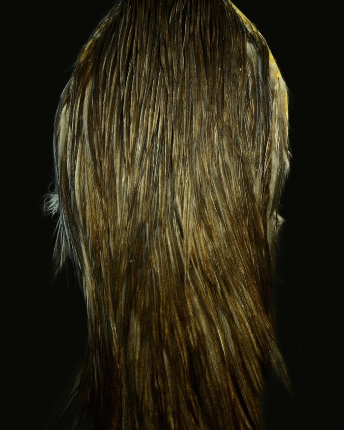 Root River Cape - Spawn Fly Fish - Root River Hackle