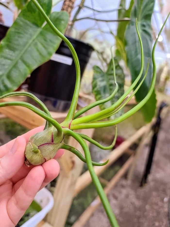 Sellers Choice - Bulbosa Belize