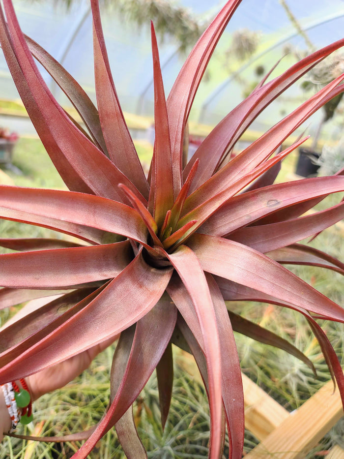 Sellers Choice - Novakki Air Plant