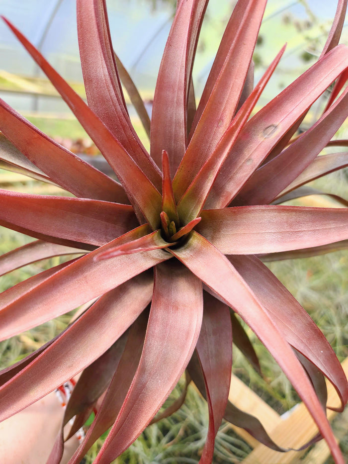 Sellers Choice - Novakki Air Plant