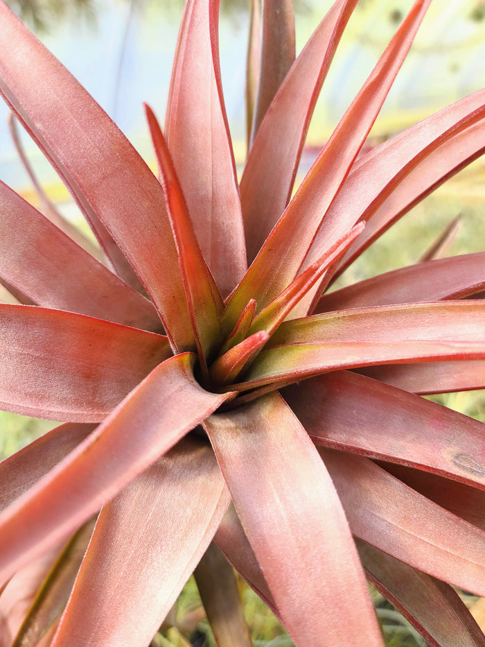 Sellers Choice - Novakki Air Plant
