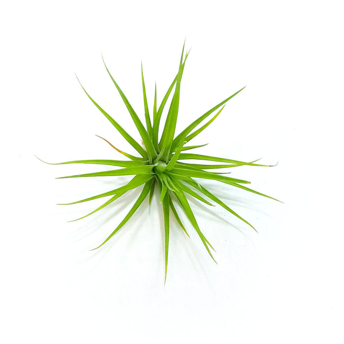 Tenufolia Emerald Forest Air Plant