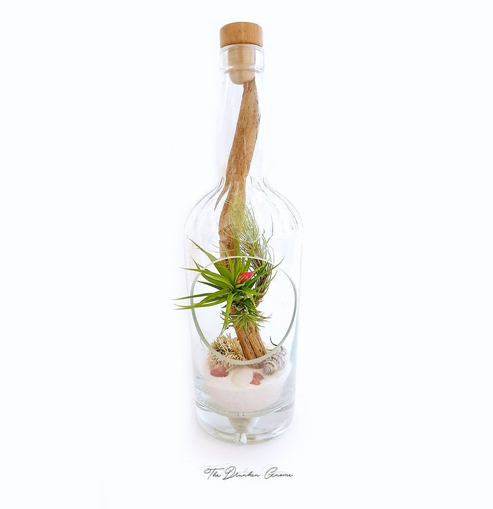 Tenufolia Emerald Forest Air Plant