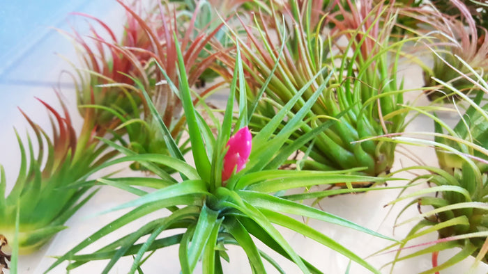 Tenufolia Emerald Forest Air Plant