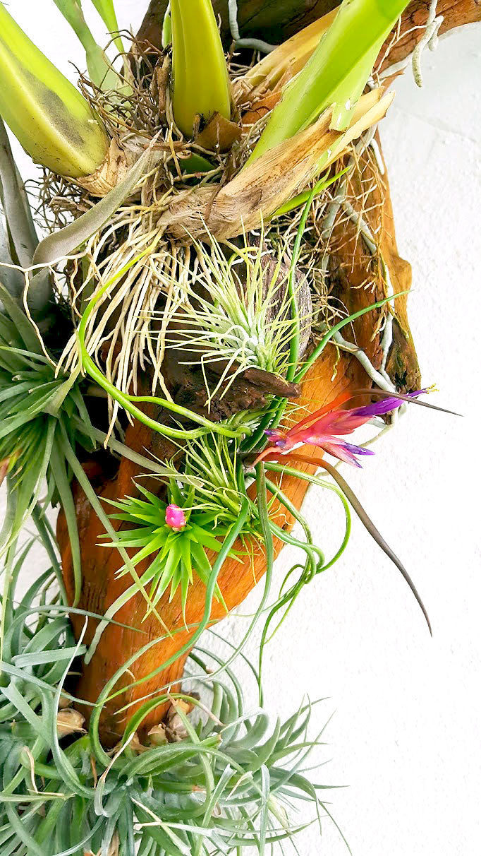 Tenufolia Emerald Forest Air Plant