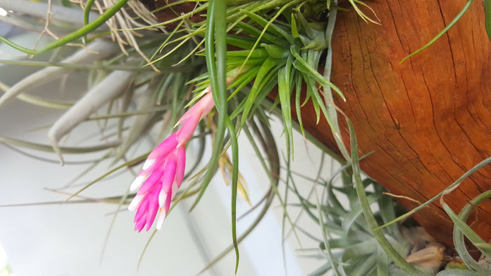 Tenufolia Emerald Forest Air Plant