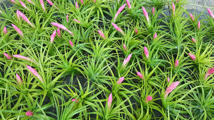 Tenufolia Emerald Forest Air Plant
