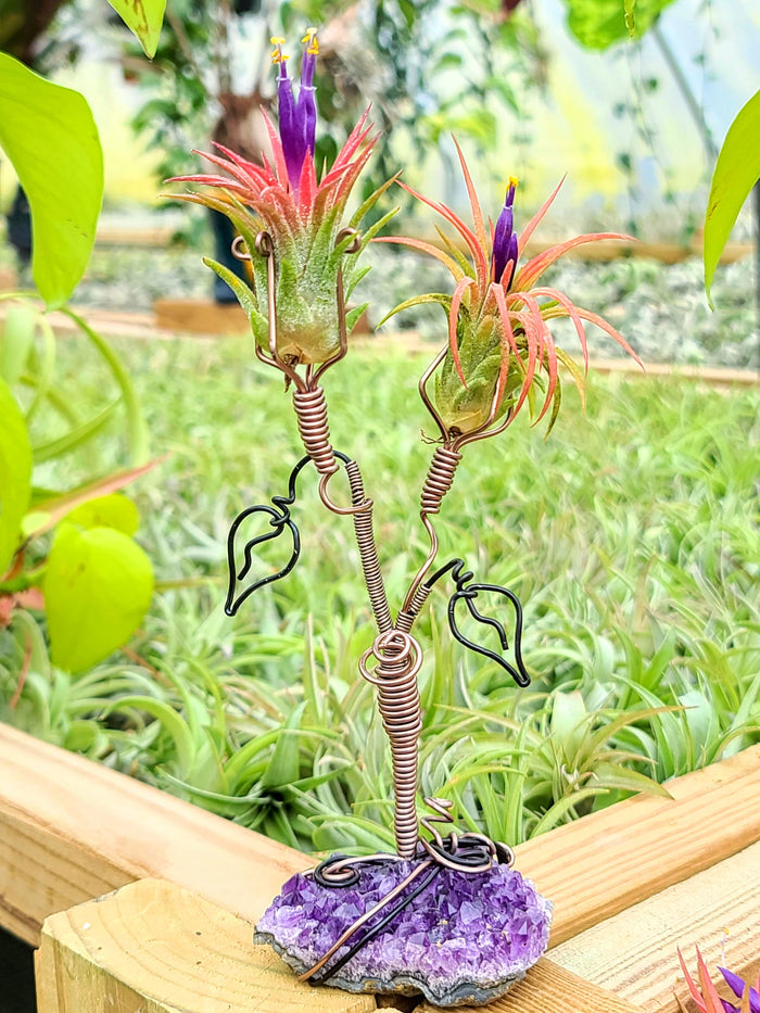 WYSIWYG Amethyst Cluster Air Plant Holder with Ionantha Mexican