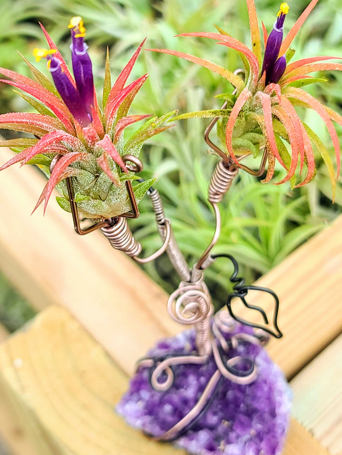 WYSIWYG Amethyst Cluster Air Plant Holder with Ionantha Mexican