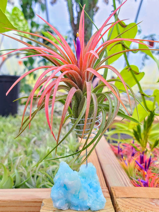WYSIWYG Blue Aragonite Crystal Air Plant Holder with Victoriana