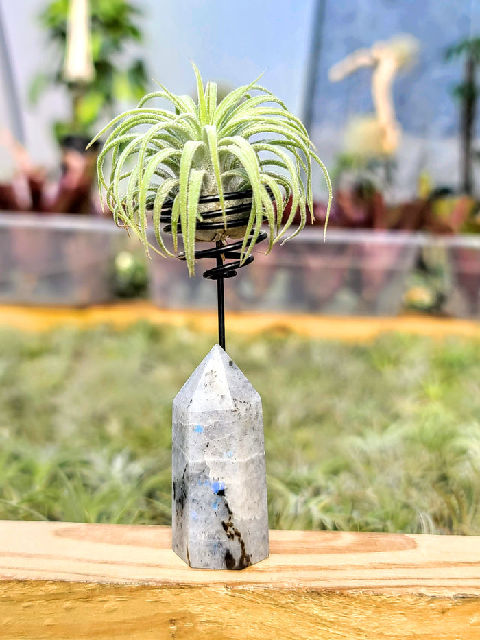 WYSIWYG Moonstone Tower Air Plant Holder with Curly Rubra