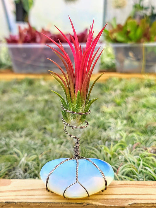 WYSIWYG Opalite Heart Air Plant Holder with Fuego